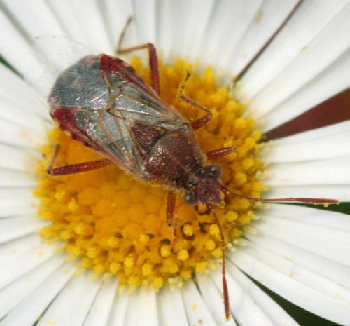 Liorhyssus hyalinus