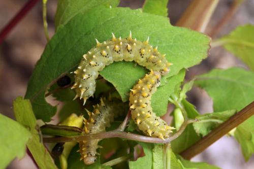Réf. 48 078 : Siobla sturmii