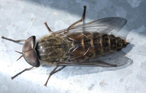 Réf. 48 360 : Tabanus glaucopis
