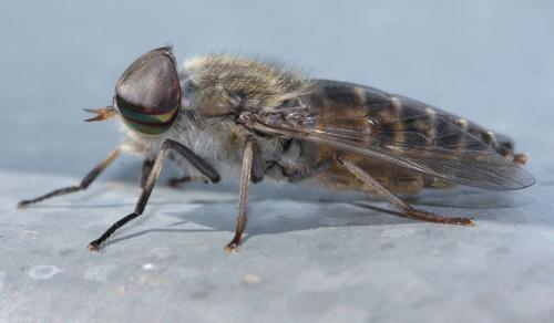 Réf. 48 359 : Tabanus glaucopis