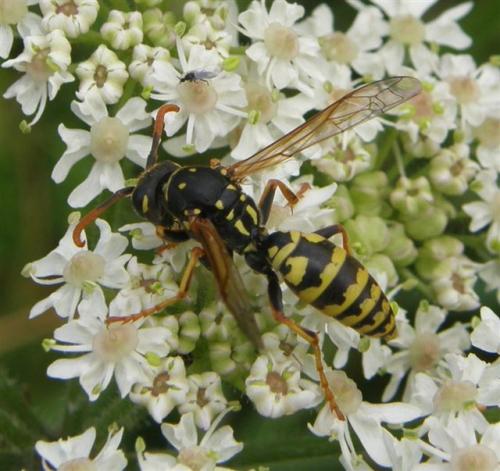 Polistes sp.
