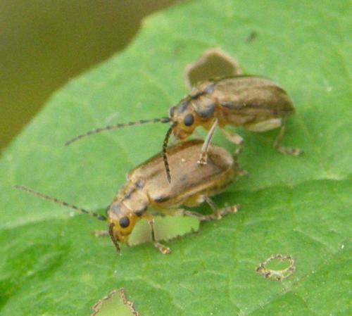 Pyrrhalta viburni