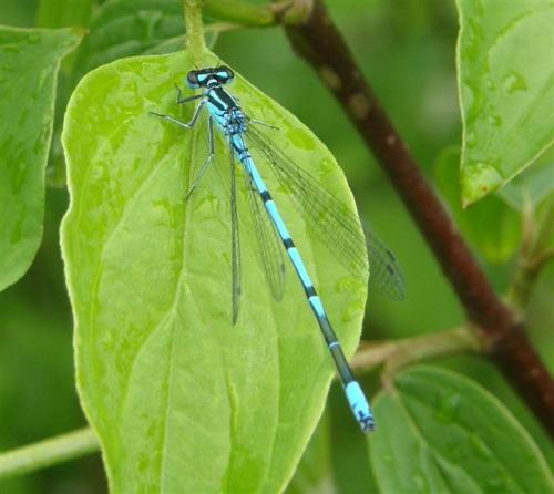 Coenagrion puella