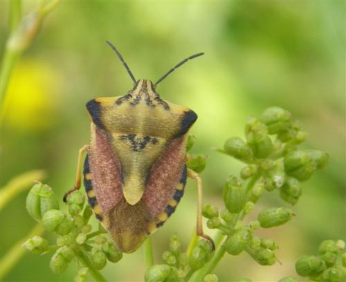 Carpocoris fuscispinus