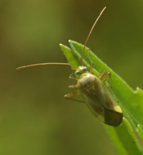 Adelphocoris sp.