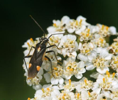 Capsodes sulcatus