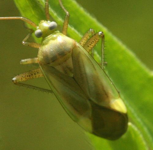 Adelphocoris sp.