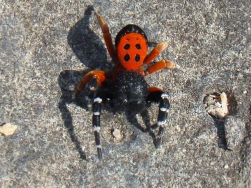 Eresus sp.