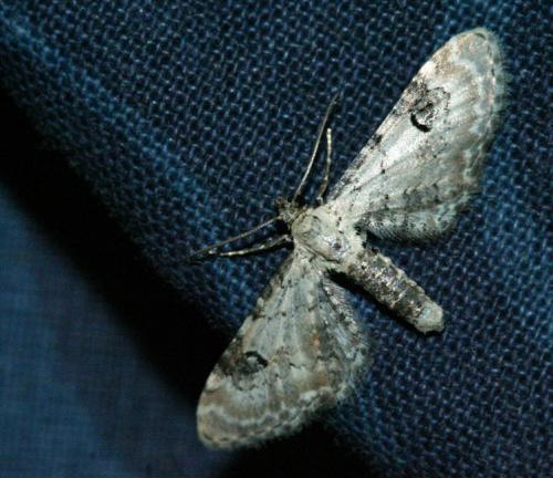 Eupithecia centaureata