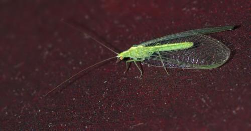Chrysoperla sp.