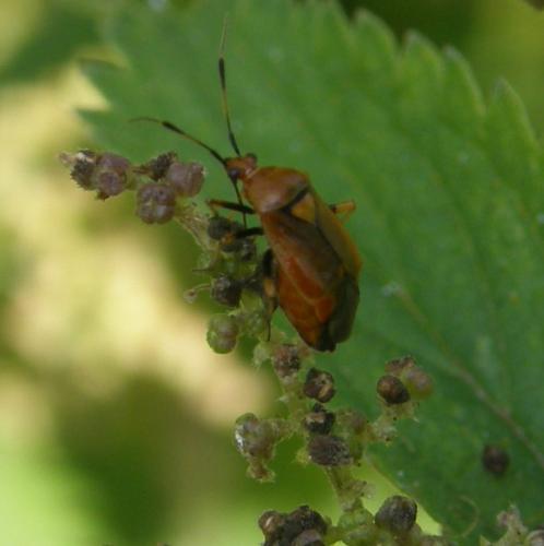 Réf. 48 252 : Deraeocoris ruber