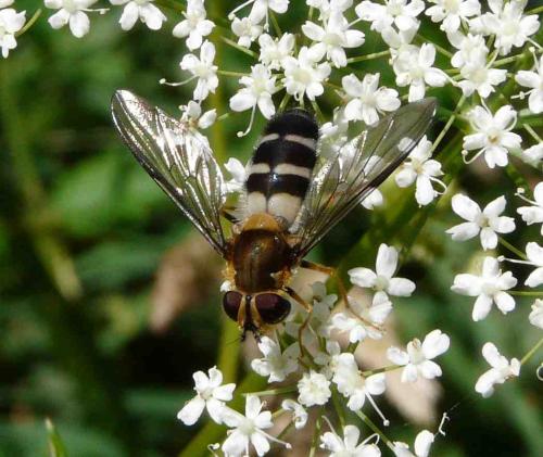 Réf. 48 108 : Leucozona glaucia