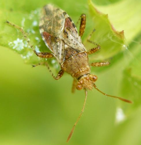Rhopalus subrufus