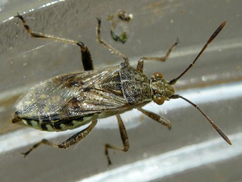 Réf. 48 495 : Stictopleurus punctatonervosus