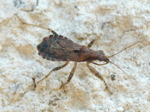 Réf. 48 716 : Himacerus mirmicoides
