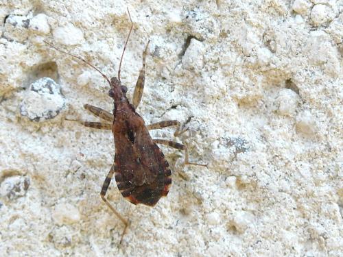 Himacerus mirmicoides