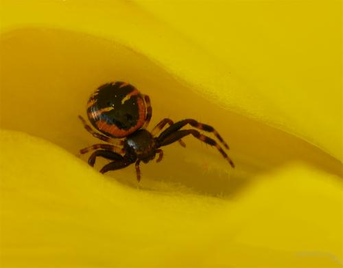 Réf. 48 888 : Synema globosum