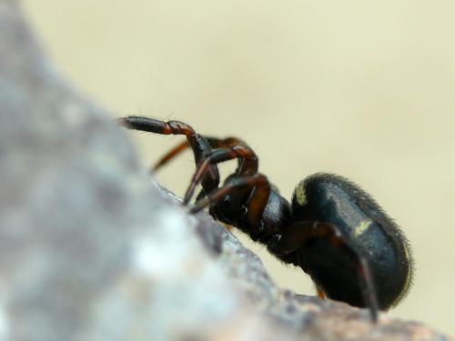 Asagena phalerata