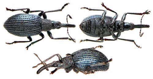 Cyanapion columbinum
