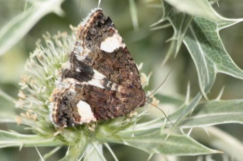 Réf. 48 898 : Tyta luctuosa