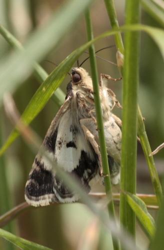 Réf. 48 899 : Tyta luctuosa