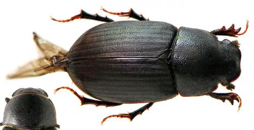 Réf. 48 055 : Amidorus obscurus