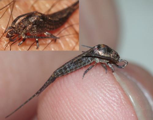 Dilta sp.