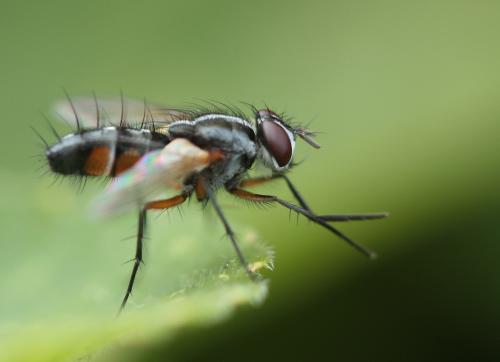 Mintho rufiventris