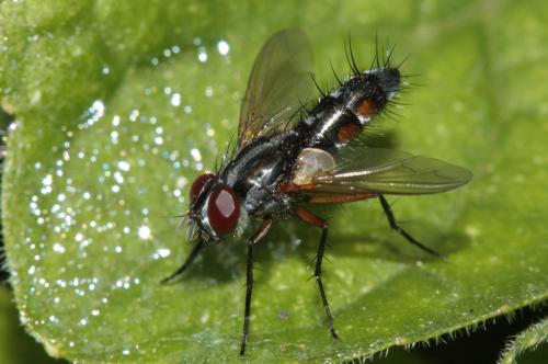 Réf. 48 125 : Mintho rufiventris