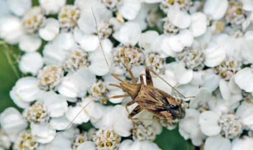 Réf. 48 015 : Phytocoris sp.