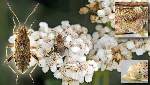 Réf. 48 048 : Stictopleurus sp.