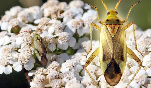 Réf. 48 129 : Adelphocoris lineolatus