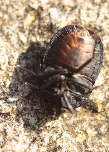 Eurygaster austriaca