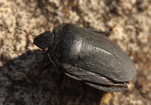 Réf. 48 166 : Eurygaster austriaca