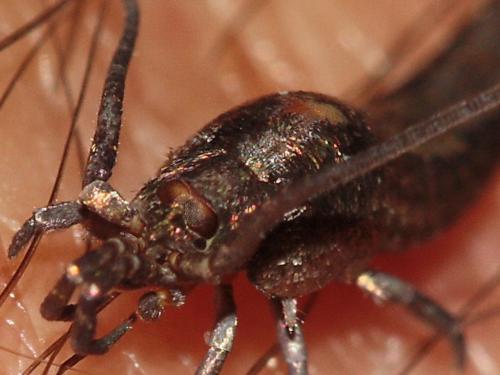 Dilta sp.