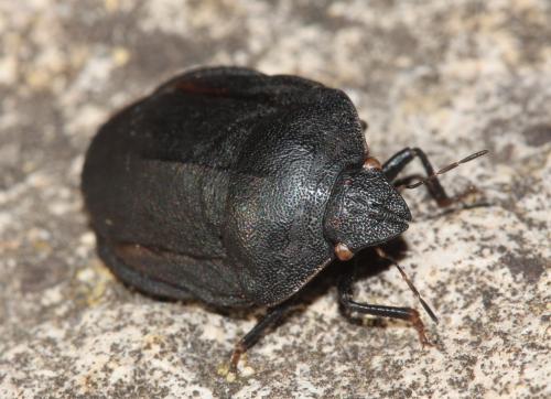 Réf. 48 165 : Eurygaster austriaca