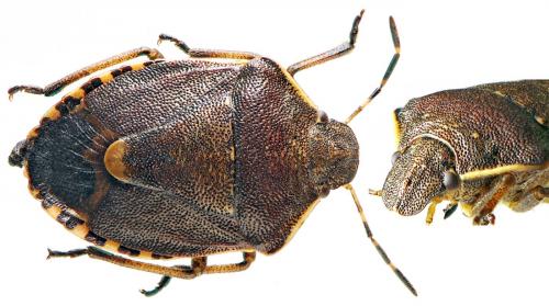 Holcostethus sphacelatus