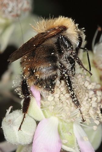 Bombus pascuorum