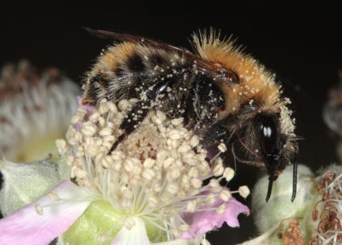 Bombus pascuorum