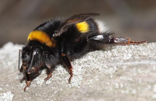 Bombus terrestris