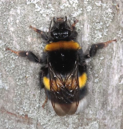 Bombus terrestris
