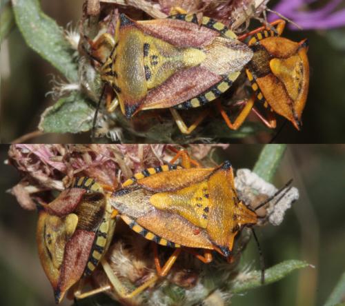 Carpocoris mediterraneus atlanticus