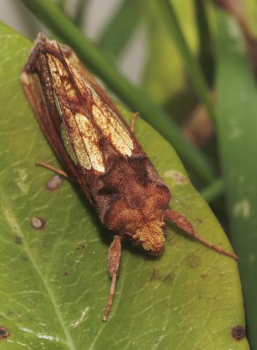 Réf. 48 566 : Plusia festucae