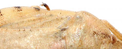 Eurygaster dilaticollis