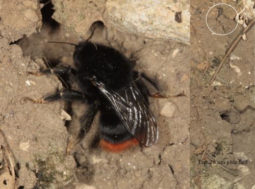 Bombus lapidarius