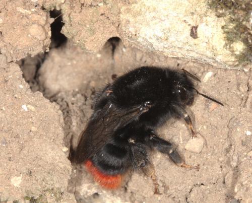 Bombus lapidarius