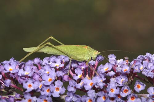 Phaneroptera nana