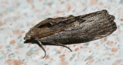 Galleria mellonella