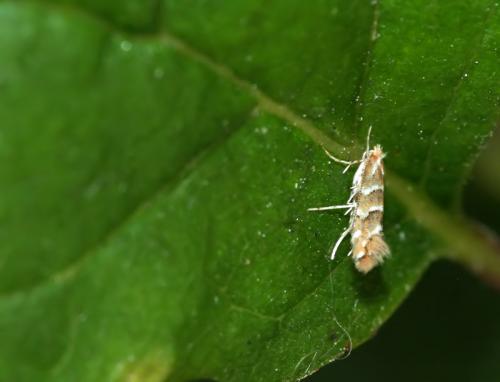 Réf. 48 937 : Cameraria ohridella