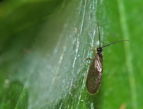 Sisyra sp.